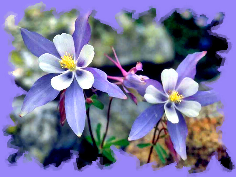 Purple and White Flowers — Calm, Photograph, Yellow Centers