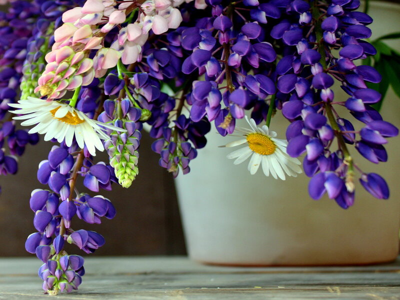 Purple and White Flowers — Calm, Spring, Photograph, Daisies, Vase
