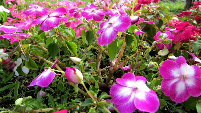 Purple and White Flowers — Calm, Spring, Photograph, Green Leaves