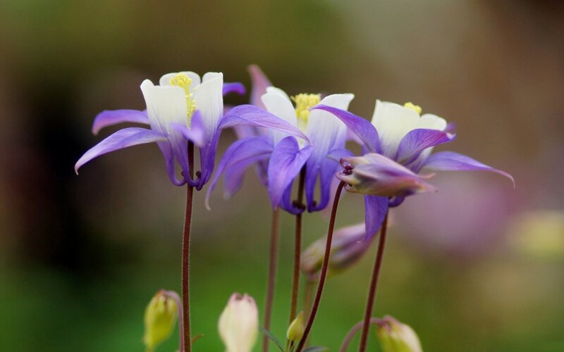 Purple and White Flowers — Calm, Spring, Photograph, Stems