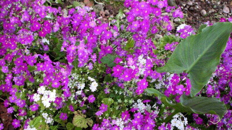 Purple and White Flowers — Calm, Spring, Photograph