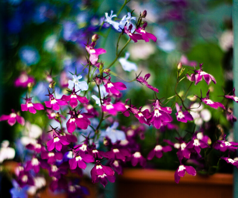 Purple and White Flowers — Calm, Spring