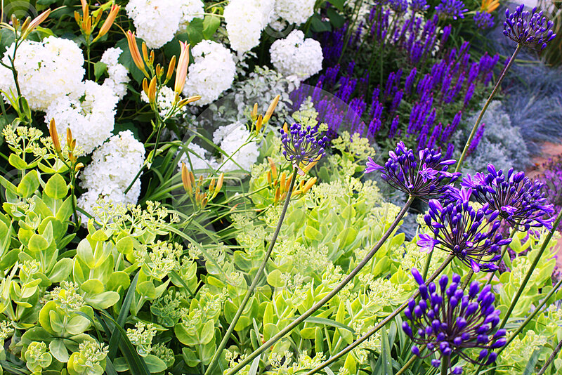 Purple and White Flowers — Calm, Summer