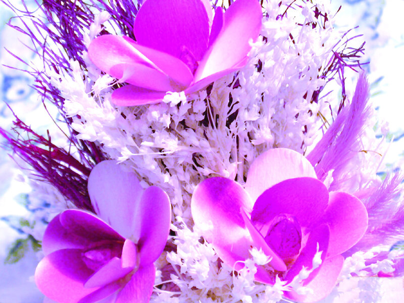 Purple and White Flowers — Calm