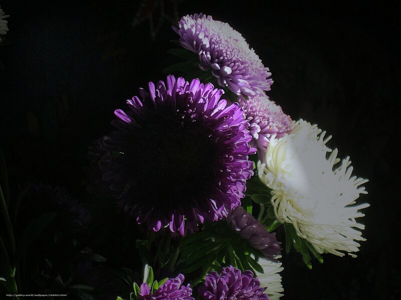 Purple and White Flowers — Dramatic, Photograph, Leaves