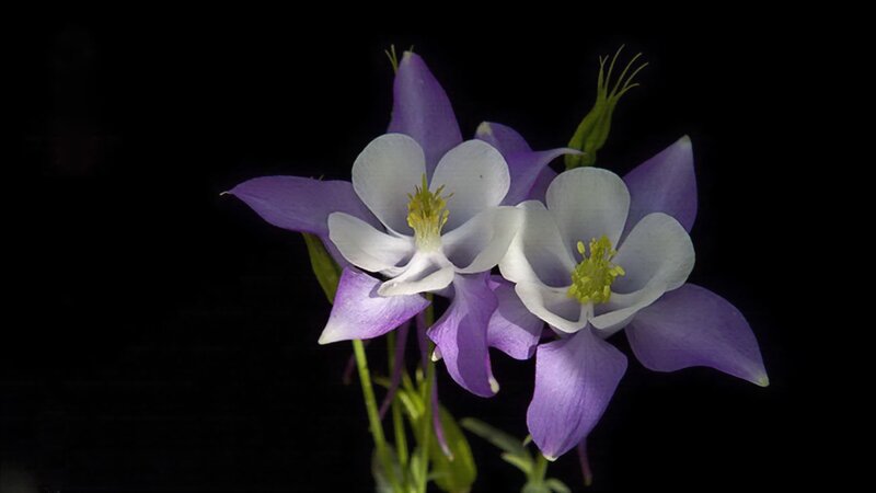 Purple and White Flowers — Dramatic, Photograph, Stems