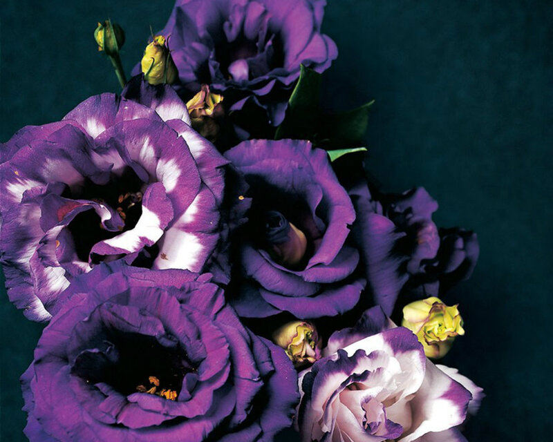 Purple and White Flowers — Dramatic, Photograph