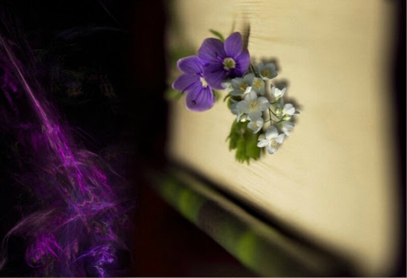 Purple and White Flowers — Dramatic, Photograph, Wooden Surface