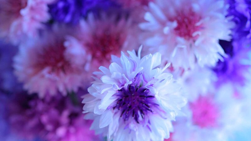 Purple and White Flowers — Dreamy, Photograph