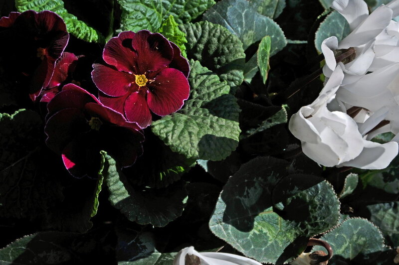 Purple and White Flowers — Green, Dramatic