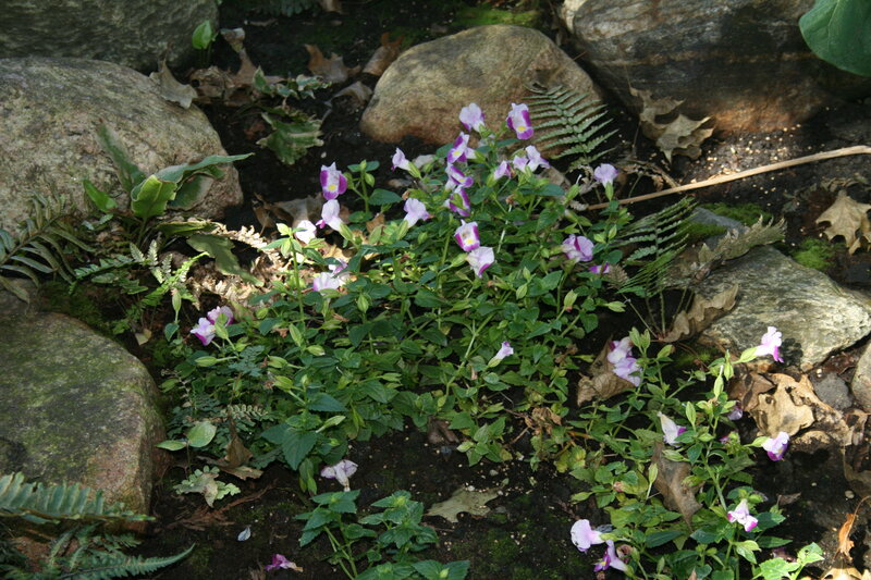 Purple and White Flowers — Green, Natural