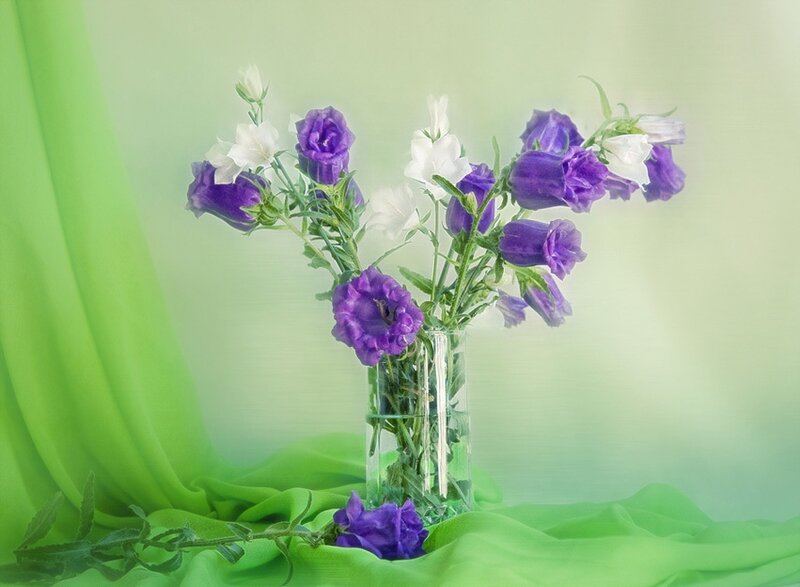 Purple and White Flowers — Green