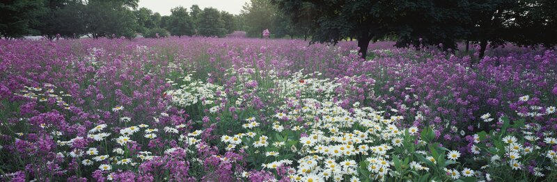 purple and white flowers in a field
