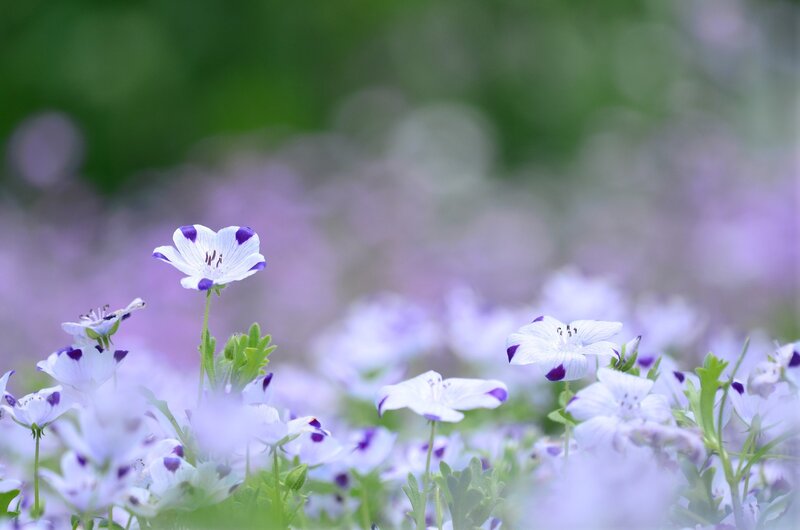 Purple and white flowers in a field