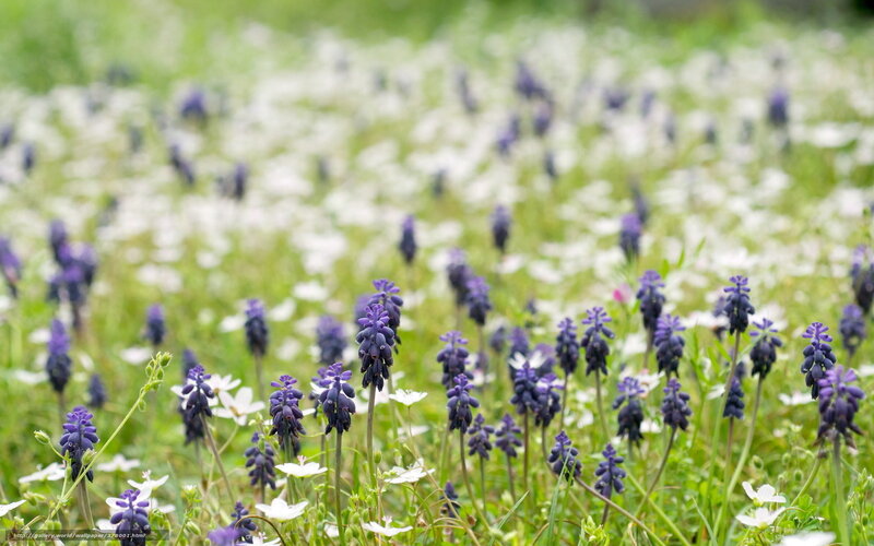 Purple and white flowers in a field