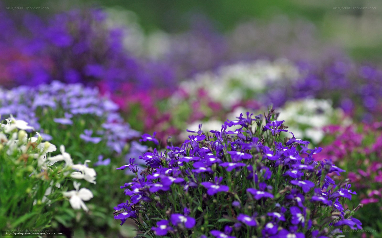 Purple and white flowers in a garden
