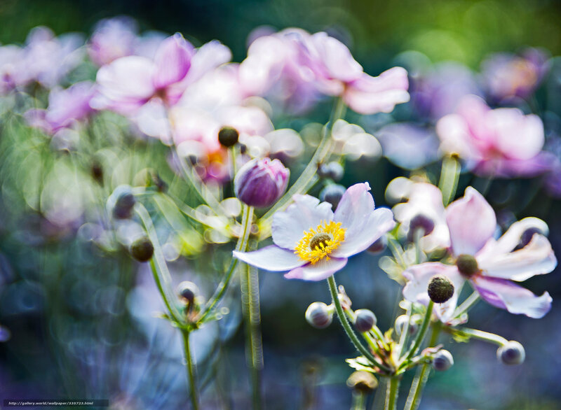 Purple and white flowers in bloom