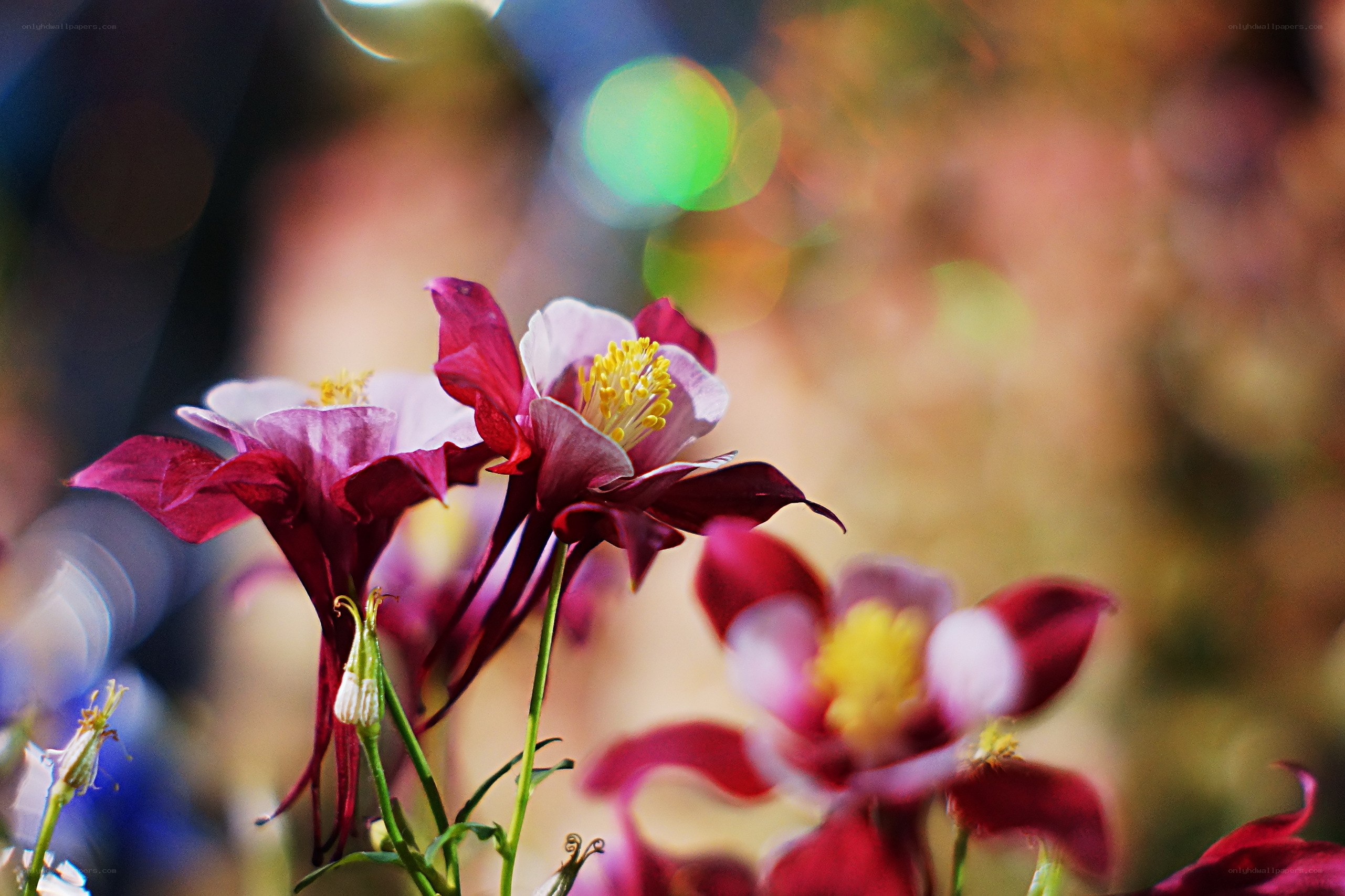 Purple and white flowers in bloom