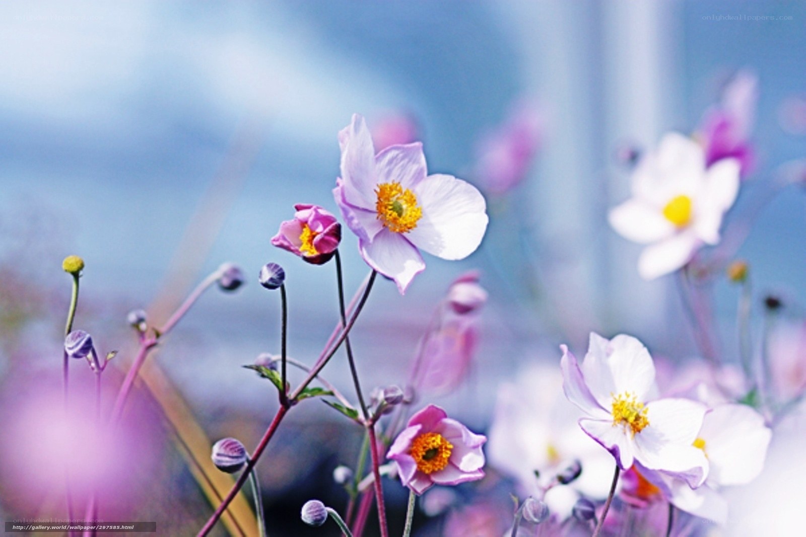 Purple and white flowers in bloom
