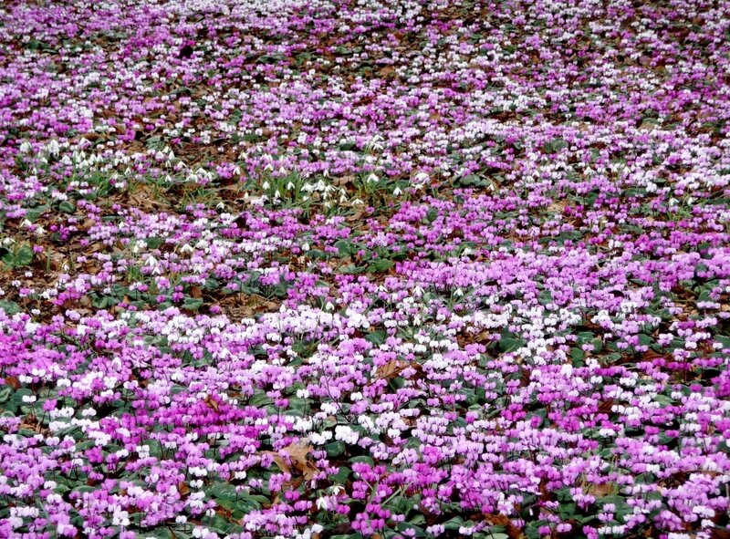 purple and white flowers in field