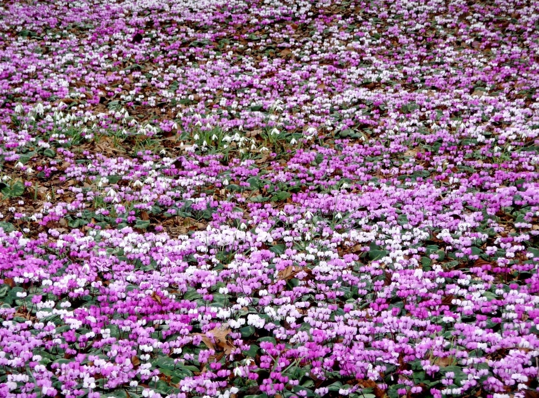 purple and white flowers in field