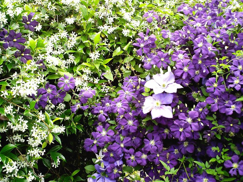 purple and white flowers in garden