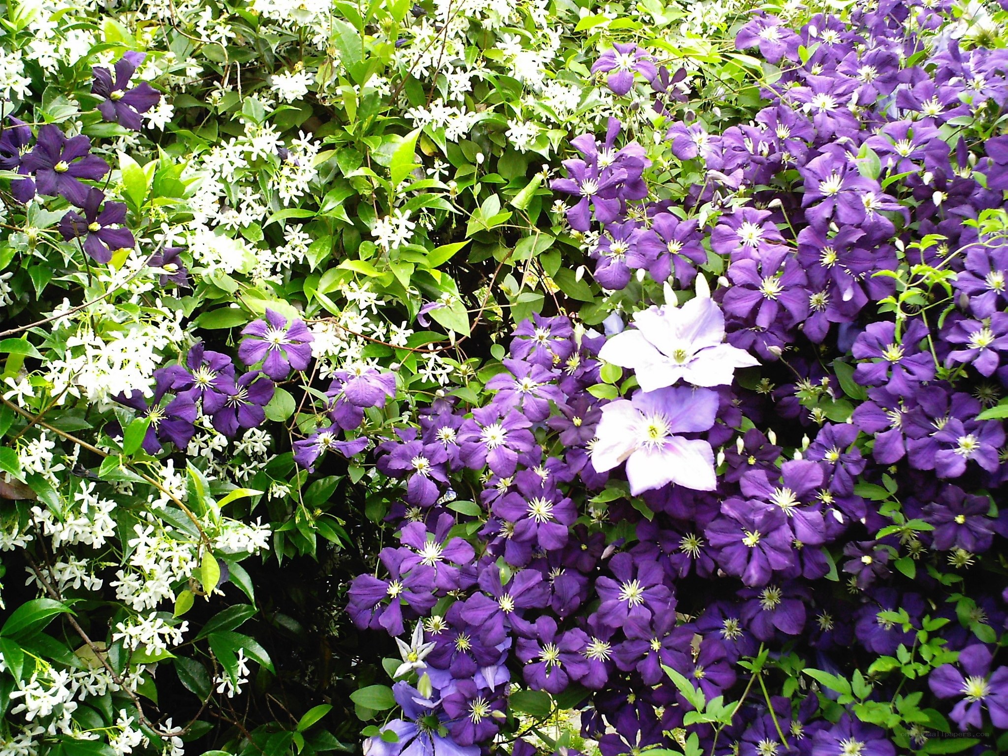 purple and white flowers in garden