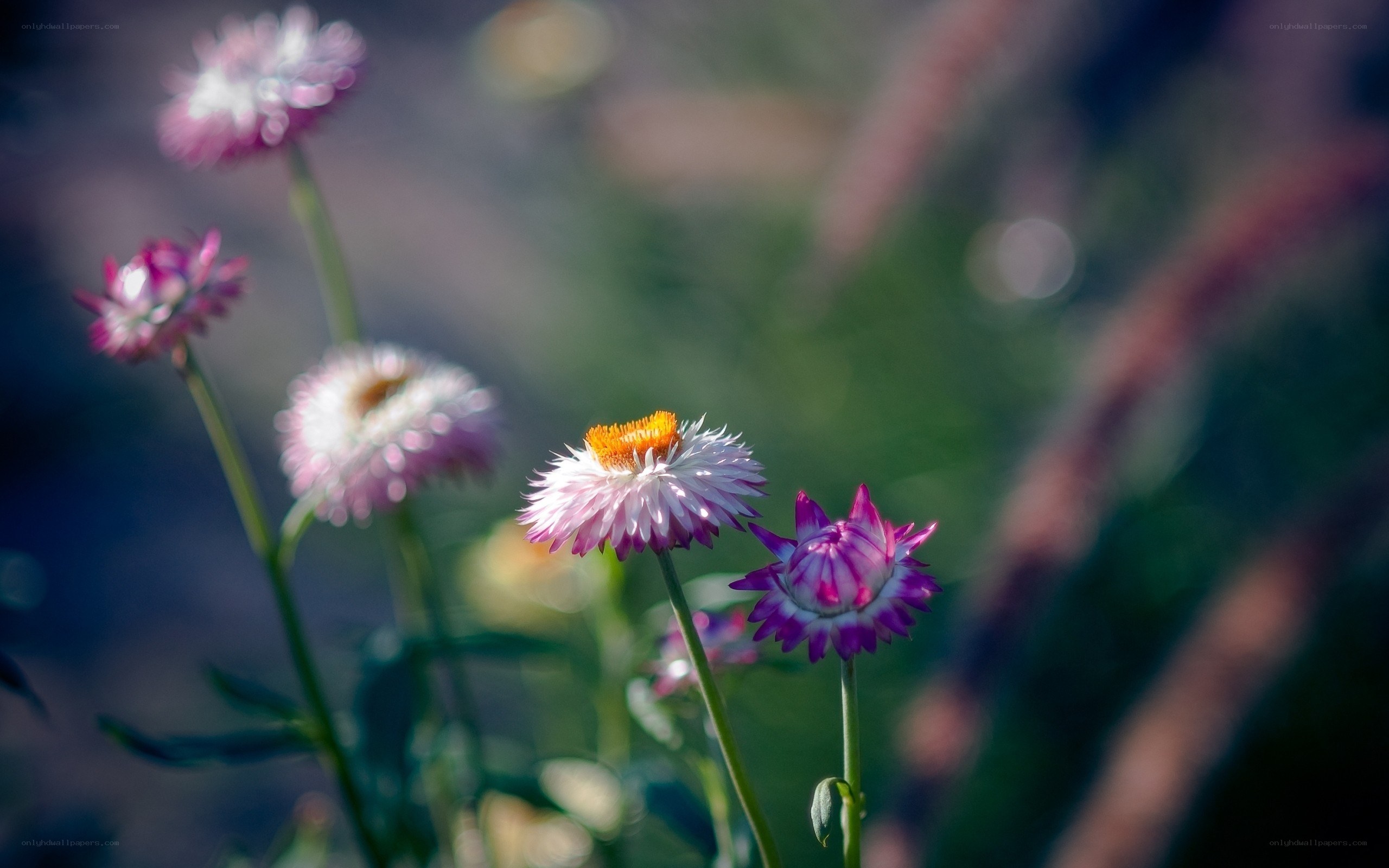 Purple and white flowers in sunlight