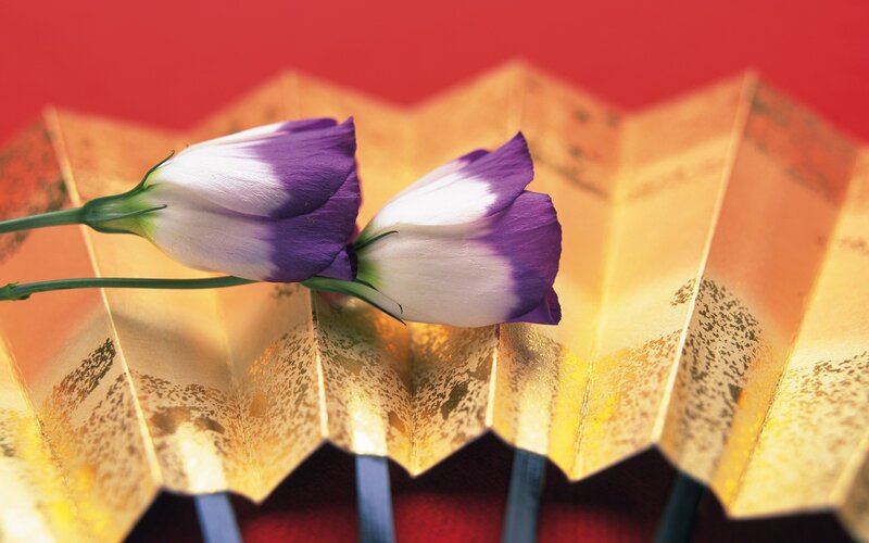 Purple and white flowers on gold fan