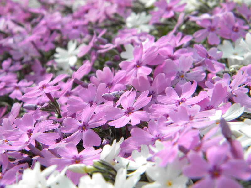 Purple and White Flowers — Pink, Calm