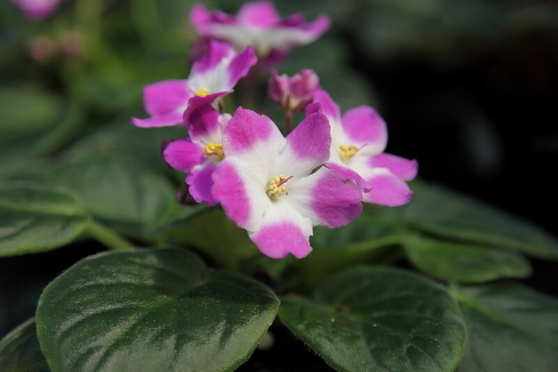 Purple and White Flowers — Pink