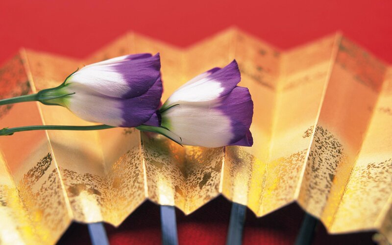 Purple and White Flowers — Red
