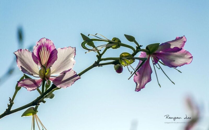 Purple and White Flowers — Serene, Afternoon, Photograph, Branch