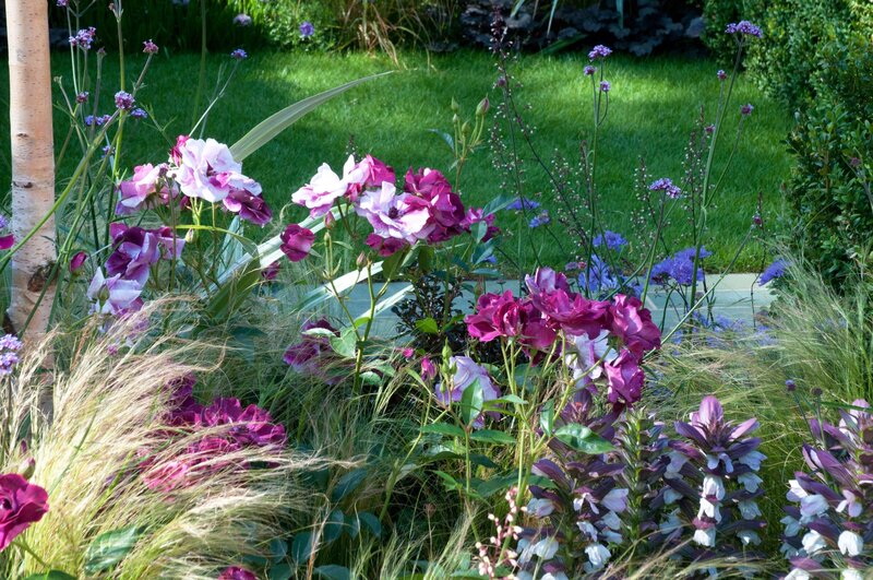 Purple and White Flowers — Serene, Afternoon, Photograph, Grass