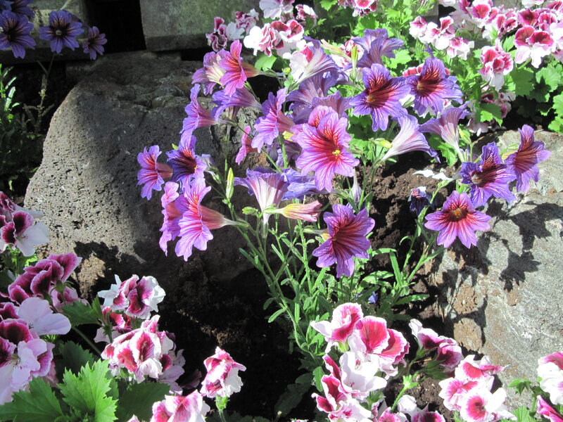 Purple and White Flowers — Serene, Afternoon, Photograph