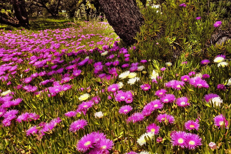 Purple and White Flowers — Serene, Afternoon, Photograph, Tree Trunk