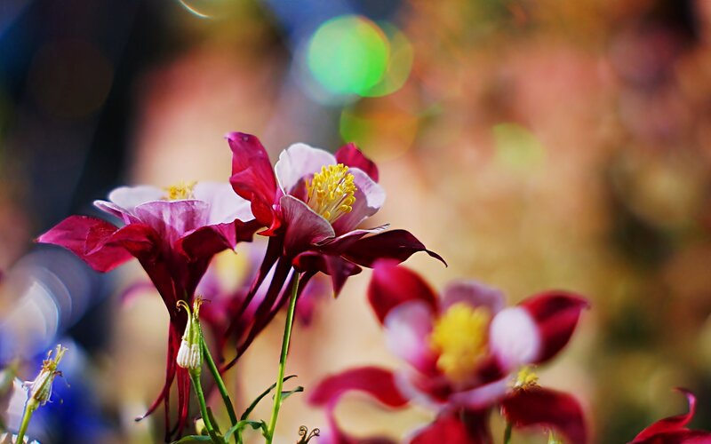 Purple and White Flowers — Serene, Afternoon, Photograph, Yellow Stamen