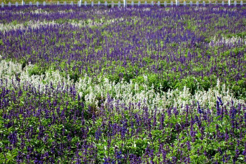 Purple and White Flowers — Serene, Afternoon
