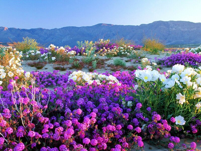Purple and White Flowers — Serene, Morning, Photograph, Mountains, Sand
