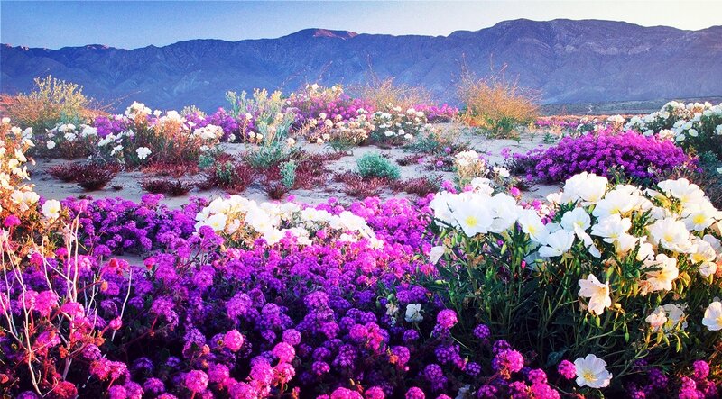 Purple and White Flowers — Serene, Morning, Photograph, Mountains