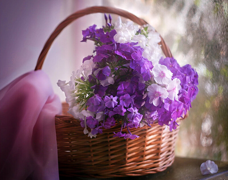 Purple and White Flowers — Serene, Morning