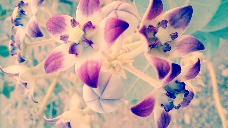 Purple and White Flowers — Serene, Photograph, Buds, Leaves
