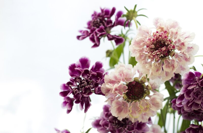 Purple and White Flowers — Serene, Photograph, Green Stems