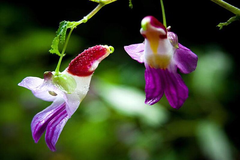 Purple and White Flowers — Serene, Photograph, Leaves