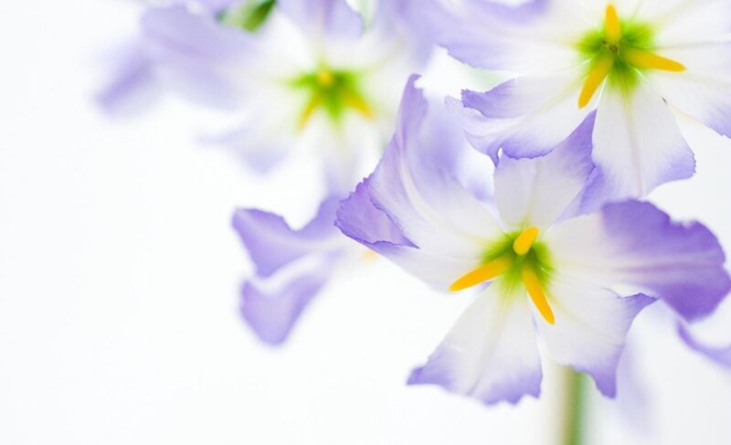Purple and White Flowers — Serene, Photograph, Petals