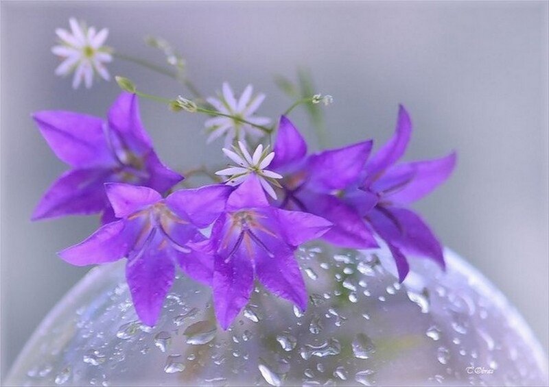 Purple and White Flowers — Serene, Photograph