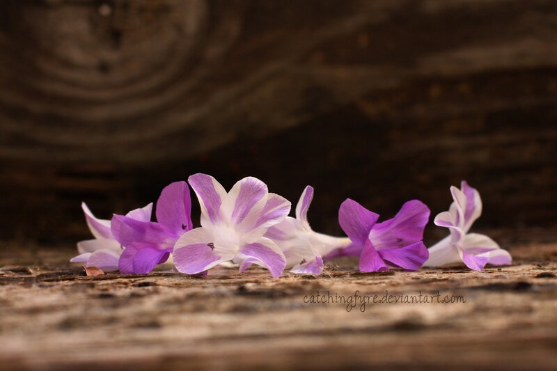 Purple and White Flowers — Serene, Photograph, Wood
