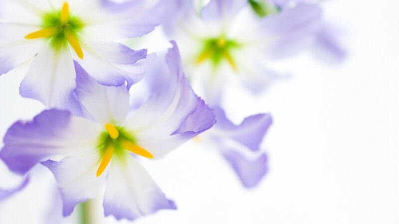 Purple and White Flowers — Serene, Photograph, Yellow Stamen, Green Center