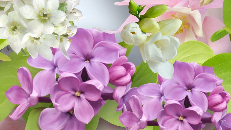 Purple and White Flowers — Serene, Spring, Digital Art