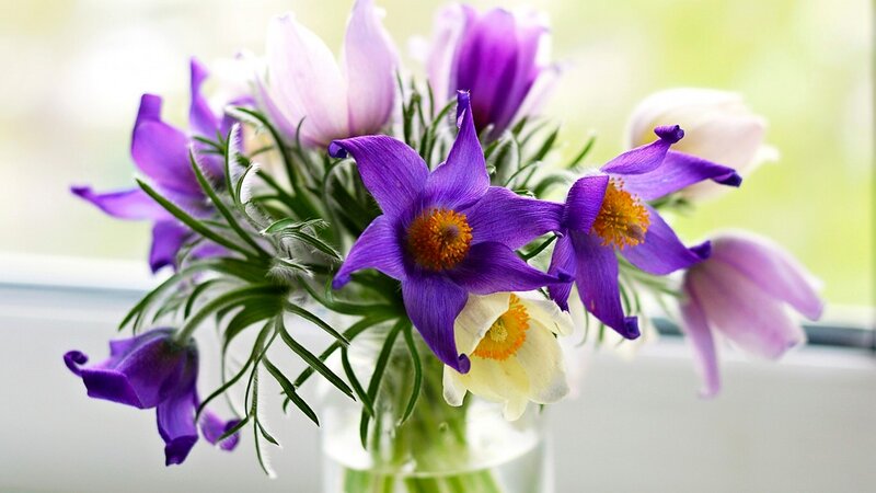 Purple and White Flowers — Serene, Spring, Photograph, Green Leaves